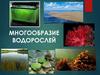 Многообразие водорослей  (5 класс)