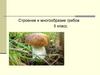 Строение и многообразие грибов