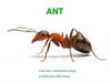 Insects № 4. Муравей