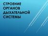 Строение органов дыхательной системы
