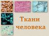 Ткани человека