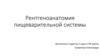 Рентгеноанатомия пищеварительной системы