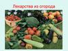 Лекарства из огорода