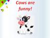 Cown are funny