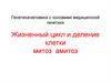 Жизненный цикл и деление клетки митоз амитоз