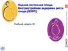 Оценка состояния плода. Внутриутробная задержка роста плода (ВЗРП)