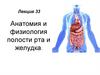 Анатомия и физиология полости рта и желудка
