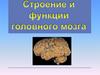 Строение и функции головного мозга