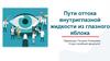 Пути оттока внутриглазной жидкости из глазного яблока