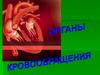 Органы кровообращения