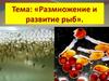 Размножение рыб