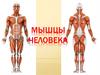 Мышцы человека