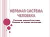 Строение нервной системы. Нервная регуляция организма