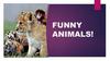 Funny animals
