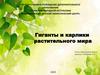 Гиганты и карлики растительного мира