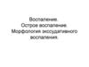 Воспаление. Острое воспаление. Морфология экссудативного воспаления