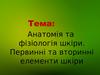 Анатомія та фізіологія шкіри. Первинні та вторинні елементи шкіри