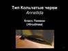 Тип Кольчатые черви Annellida