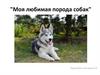Моя любимая порода собак