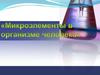 Микроэлементы в организме человека