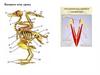 Опорно-двигательная система птиц