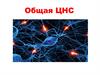Общая ЦНС
