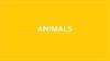 Animals
