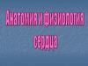 Анатомия и физиология сердца