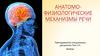 Анатомофизиологические механизмы речи