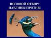 Половой отбор? Павлины против!