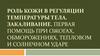 Роль кожи в регуляции температуры тела. Закаливание. Первая помощь при ожогах, обморожениях, тепловом и солнечном ударе