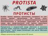 Протисты (protista)