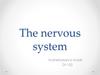 The nervous system