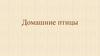 Домашние птицы