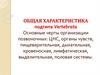 Общая характеристика подтипа Позвоночные. Часть2