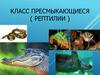 Класс Пресмыкающиеся ( Рептилии )