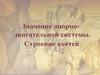 Значение опорно-двигательной системы. Строение костей