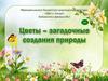 Цветы - загадочные создания природы