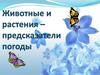 Животные и растения - предсказатели погоды