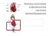 Основы анатомии и физиологии системы кровообращения