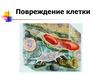 Повреждение клетки