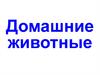 Домашние животные
