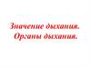 Значение дыхания. Органы дыхания
