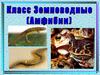 Класс Земноводные (амфибии)