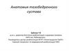 Анатомия тазобедренного сустава
