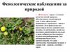 Фенологические наблюдения за природой