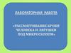 Рассматривание крови человека и лягушки под микроскопом