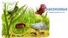 Насекомые. Загадки для детей 4-5 лет