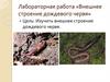 Внешнее строение дождевого червя. Лабораторная работа