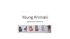 Young Animals. Детеныши животных